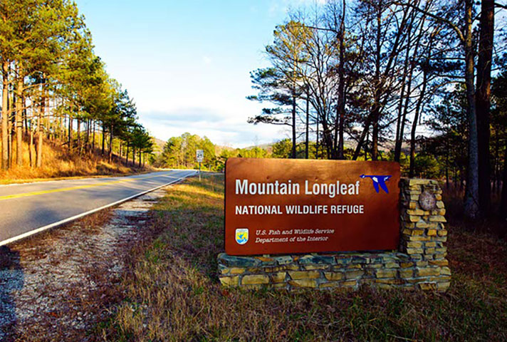 The Mountain Longleaf National Refuge