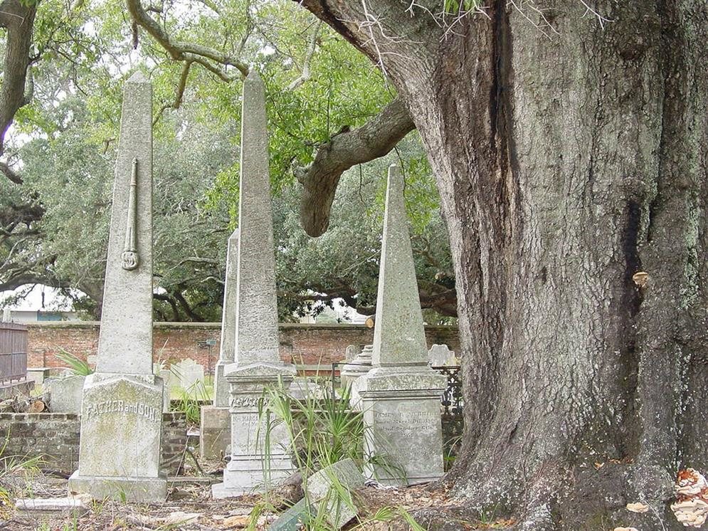 The Boyington Oak is a very strange oak tree that is growing from a cemetery in Mobile Alabama, for several reasons. 