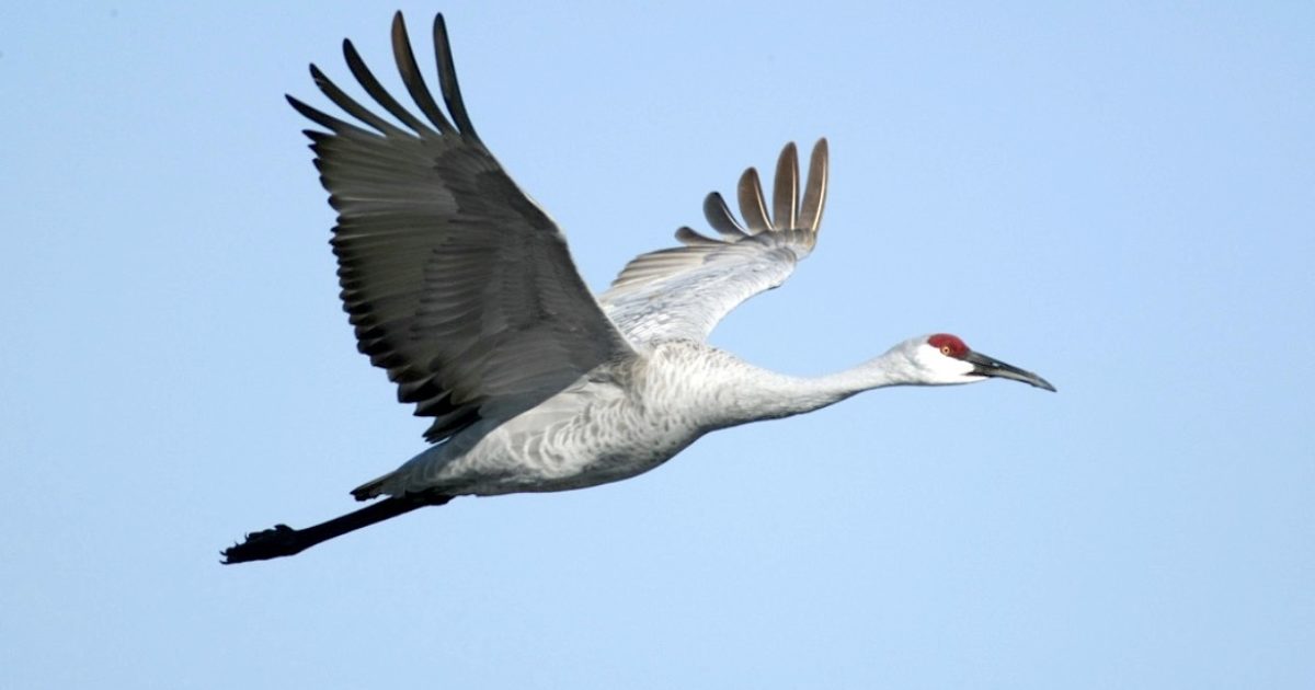 Migrating Birds Along the Alabama Birding Trails