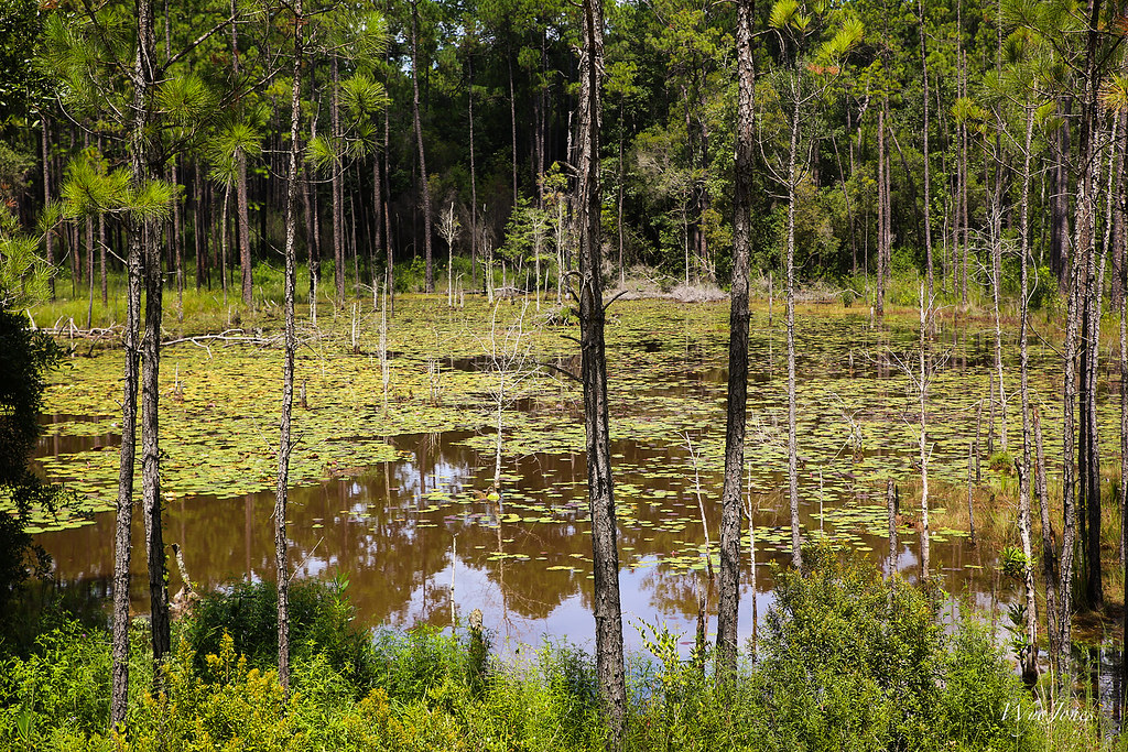 Swamps in the National Forests