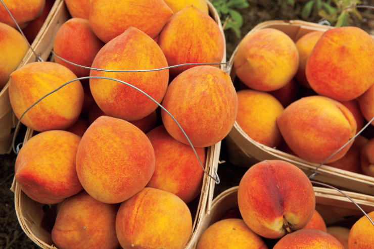 Peaches in Alabama