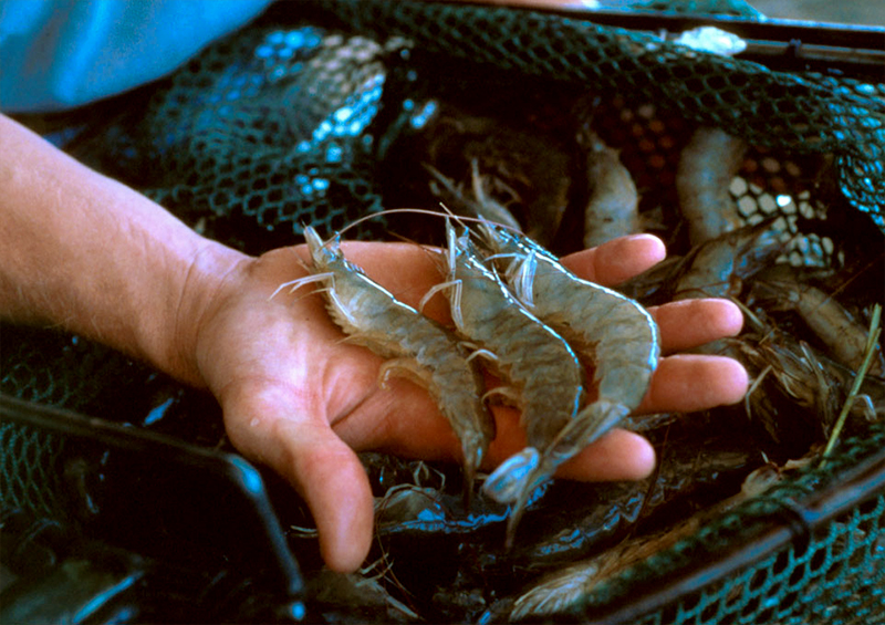 Shrimp Farming in Alabama