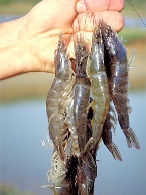 More Shrimp in Alabama