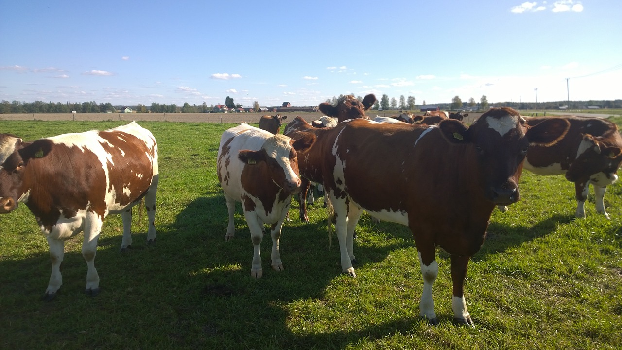 Cows Grazing in Field