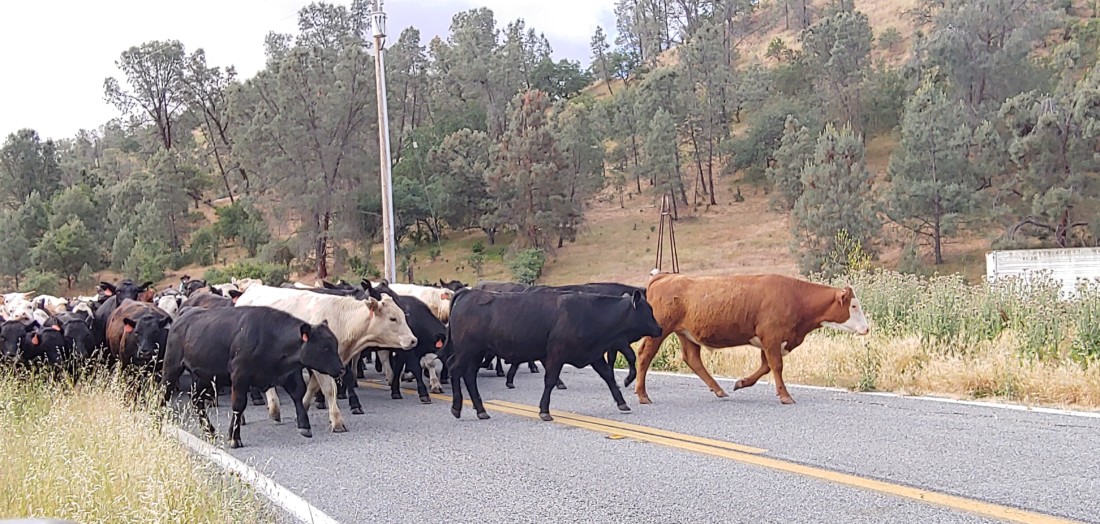 Cows Crossing Road