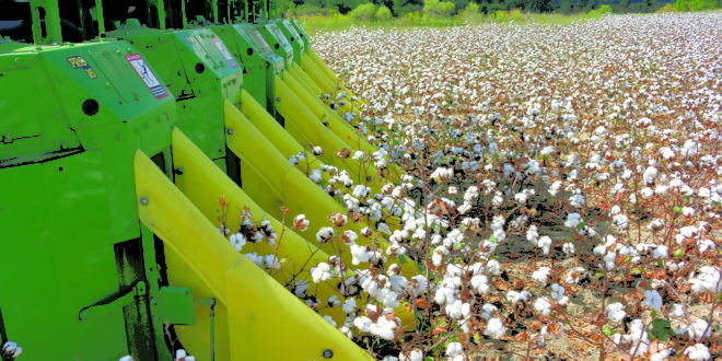 Cotton Farming in Alabama
