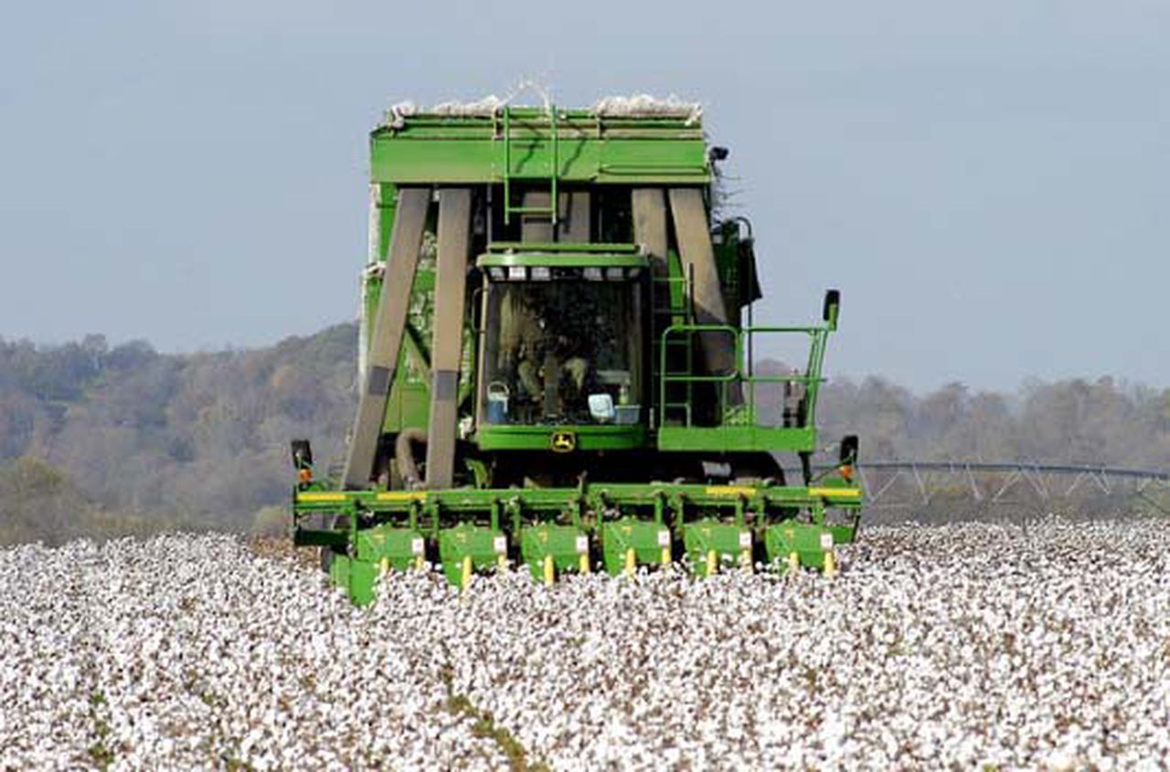 Harvest Time of Cotton in Alabama