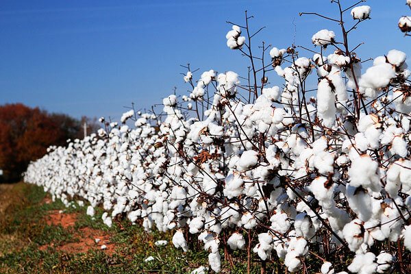 Cotton in Alabama Young Plants