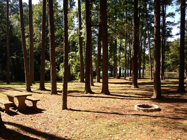 Picnic Area at the Park