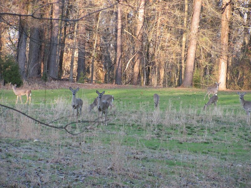 Deer on The Hiking Trails at the Joe Wheeler State Park