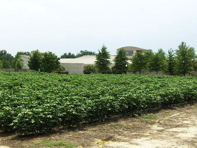 One of the fields in Cullars Rotation