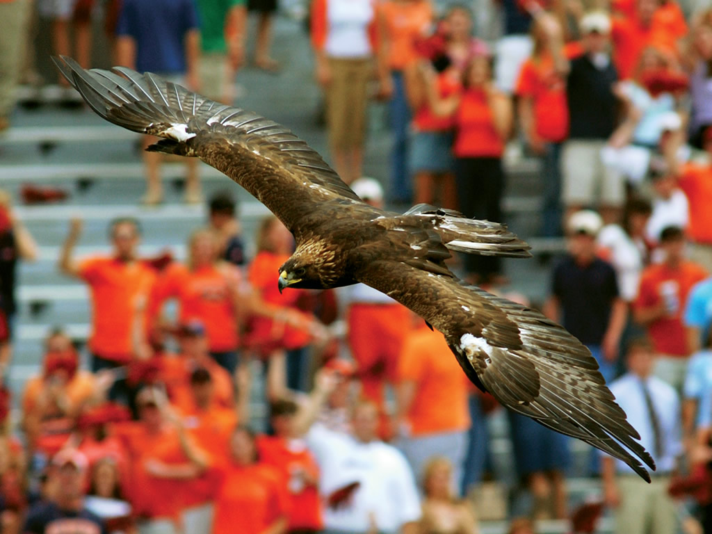 The Auburn War Eagle Flying in the Stadium
