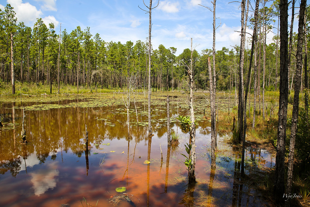 The Conecuh National Forest is the state’s southernmost beauty, and it covers over 84,000 areas.