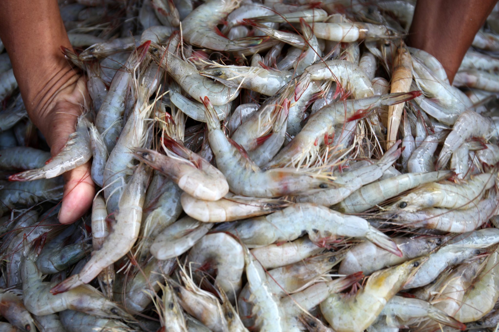 Shrimp Farming in Alabama