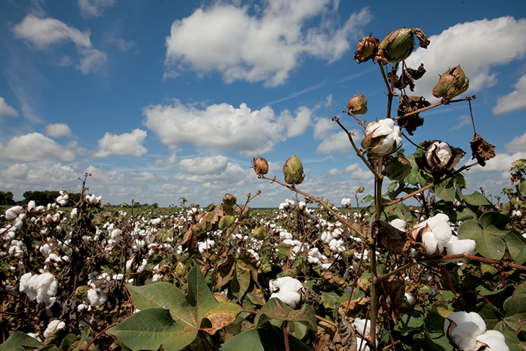 Cotton Fields in Alabama