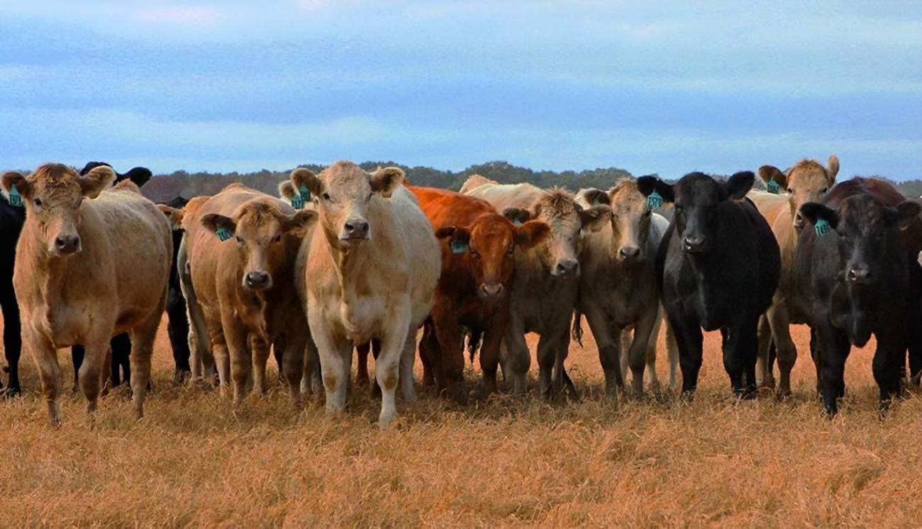 Cattle Herd in Alabama