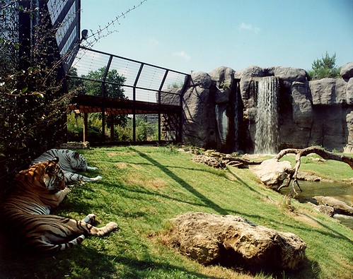Tigers at The Montgomery Zoo