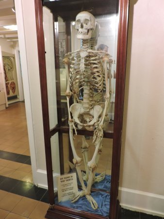 Real Skeleton at The Mobile Medical Museum