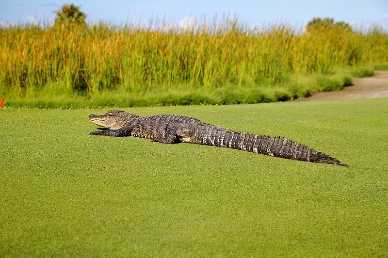 Alligator at Gulf State Park