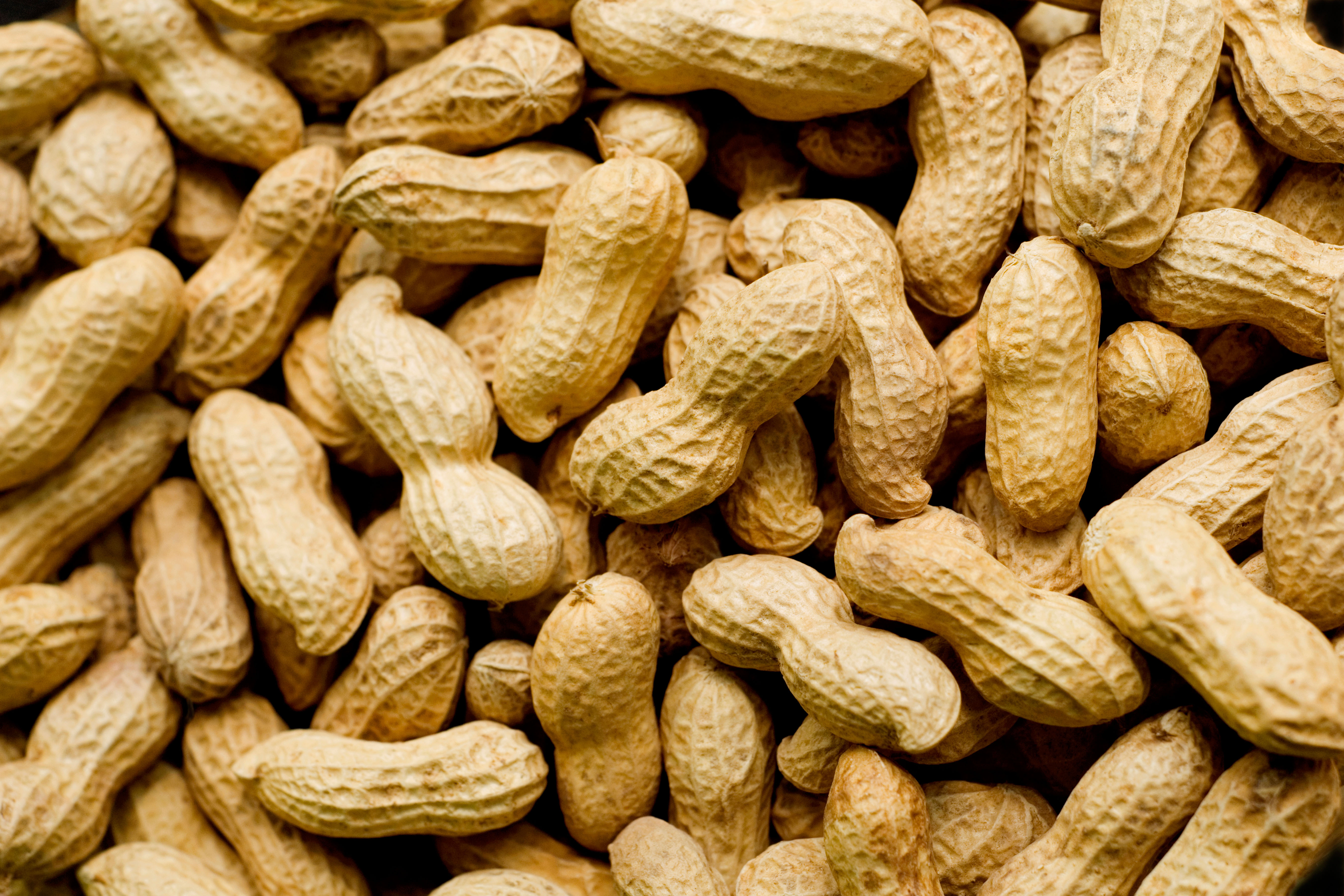 Peanuts Grown in Alabama