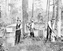 Men Working In the Turpentine Industry