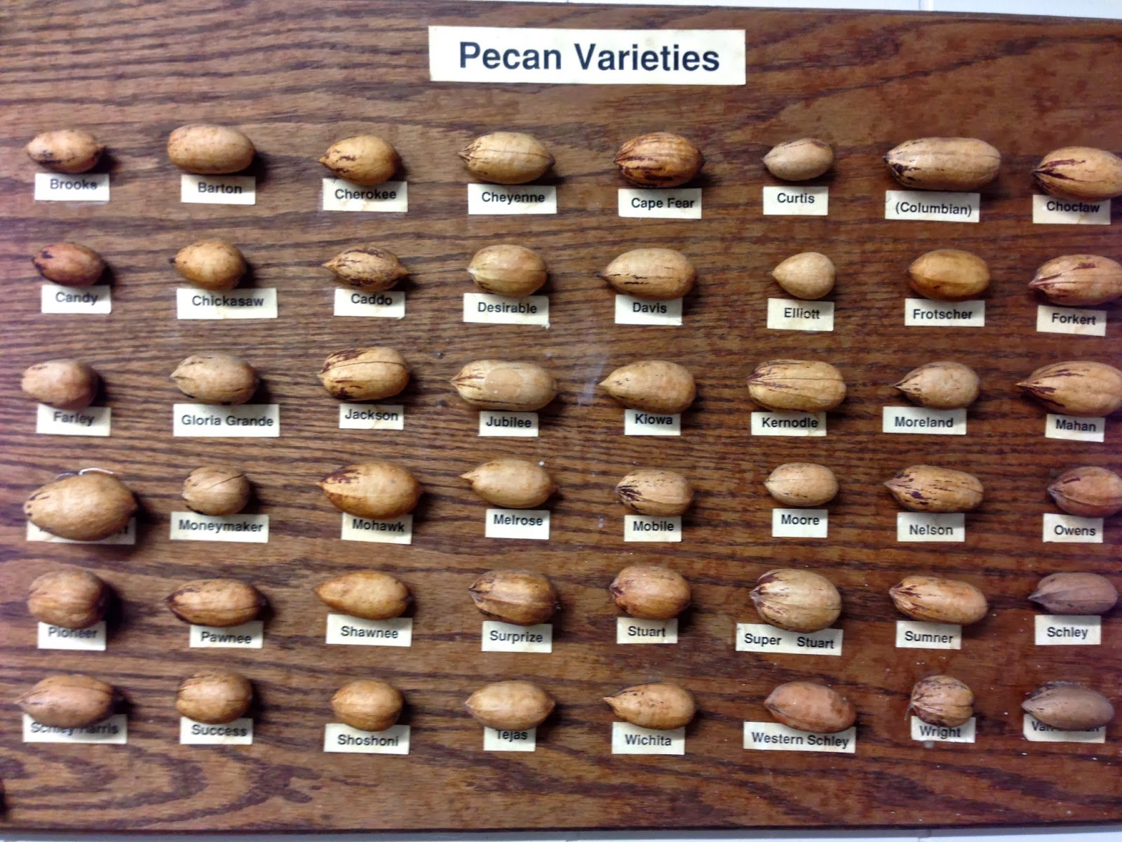 The Many Pecan Varieties