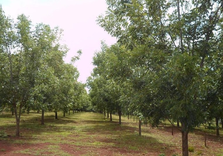 Pecan Tree Orchard